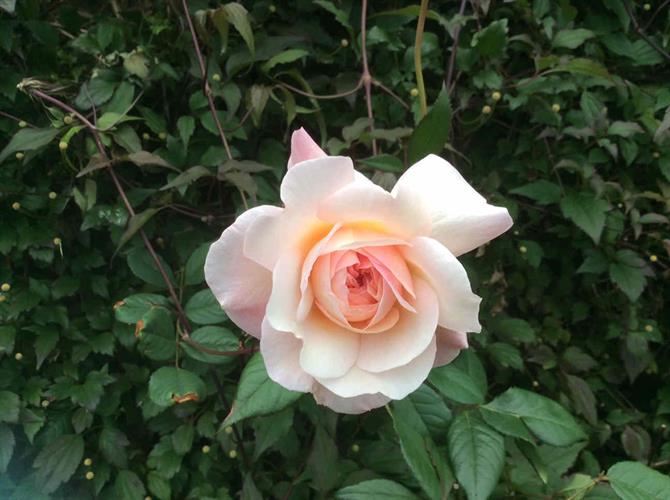 Shropshire Lad